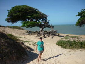 Arbre de l'amour, Brésil