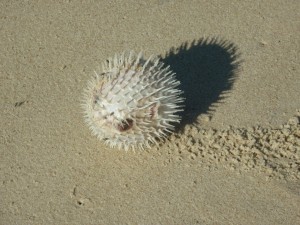 Diodon échoué, plage de Zumbi