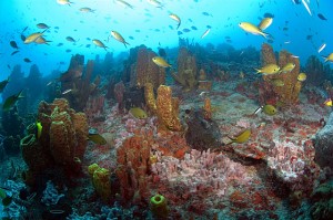 zumbi_recife_corail - Brésil