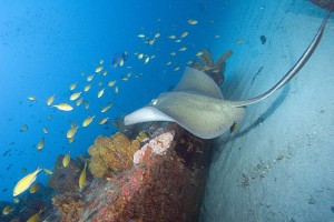 Fonds marins à Zumbi - Brésil / RN