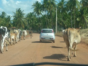 Sur une piste dans le NordEste