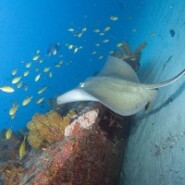 Zumbi, pour les amoureux de plongee sous marine